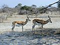 Springbok in Etosha National Park, Namibia