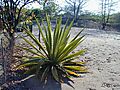 Sisal Plant - Cactus, Malawi