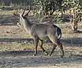 Waterbuck, Zambia