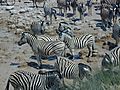 Zebras in Etosha, Namibia
