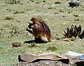 Gelada Monkey near Blue Nile Gorge, Ethiopia