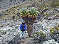 Giant Senecios, Machame Route, Kilimanjaro, Tanzania