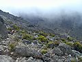Kilimanjaro climb, Machame Route, Tanzania