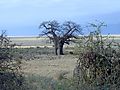 Boabab Tree, Tanzania
