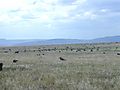 Wildebeest, Ngorongoro Crater,Tanzania