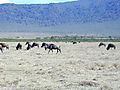 Wildebeest, Tanzania