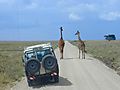 Masai Giraffes, Tanzania