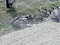 Vultures fighting over Carcass, Tanzania