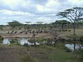 Wildebeest at Waterhole, Tanzania
