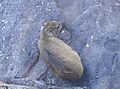 Rock Hyrax, South Africa