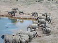 Elephants at Waterhole