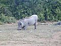 Warthog, South Africa