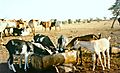 Village Livestock