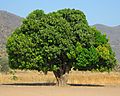 Mango Tree