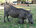 Warthog in Liwonde