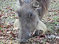 Warthog