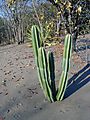 Cactus, Malawi