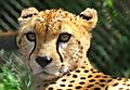 Cheetah taken at Animal Orphanage at Nairobi Education Centre