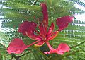 Flower Of Flamboyant Tree, Malawi