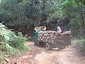 Forestry Logging Truck