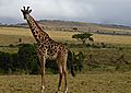 Giraffe in the Masai Mara landscape