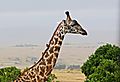 Giraffe with Oxpeckers on its neck