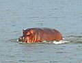 Hippo In Lake Malawi.