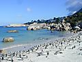 Jackass Penguin Colony, South Africa