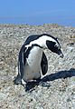 Jackass Penguin, South Africa