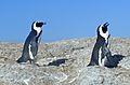 Jackass Penguins, South Africa