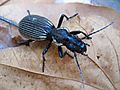 Large Beetle In Senga Bay, Malawi