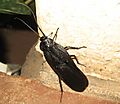 Large Cockroach