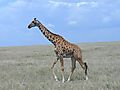 Masai Giraffe, Tanzania