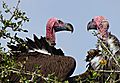 Pair of Lappet-face Vultures