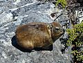 Rock Hyrax (dassie), Table Mountain, South Africa