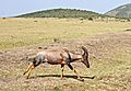 Running Topi Antelope