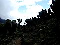 Senecios In Silhouette, Machame Route, Kilimanjaro, Tanzania