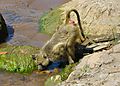 Thirsty Baboon