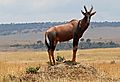 Topi Antelope on Observation Point