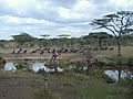Wildebeest At Waterhole, Tanzania