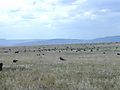 Wildebeest, Ngorongoro Crater,tanzania