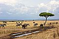 Wildlife in Masai Mara