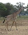 Young Giraffe In South Luangwa National Park, Zambia