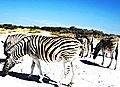 Zebra love