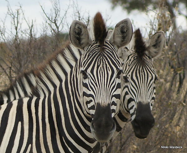 Zebras photo, Zimbabwe Africa