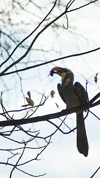 Yellowbilled Hornbill,