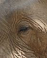 Elephant Eyes - Bits That Fit