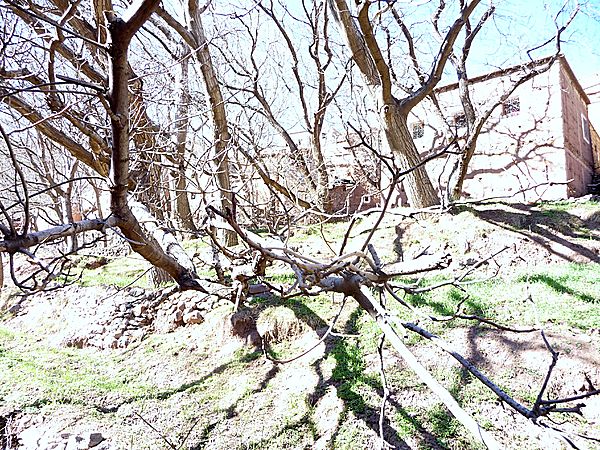 Walnut Trees At Early Springtime, Imlil