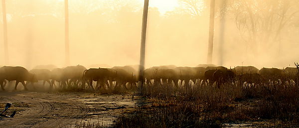 Eerie Scene of Buffalos