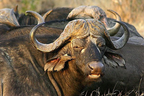 Water Buffalo With Oxpecker